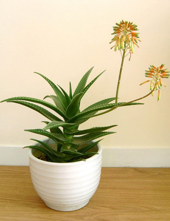 nha-dam-trong-phong-lam-viec