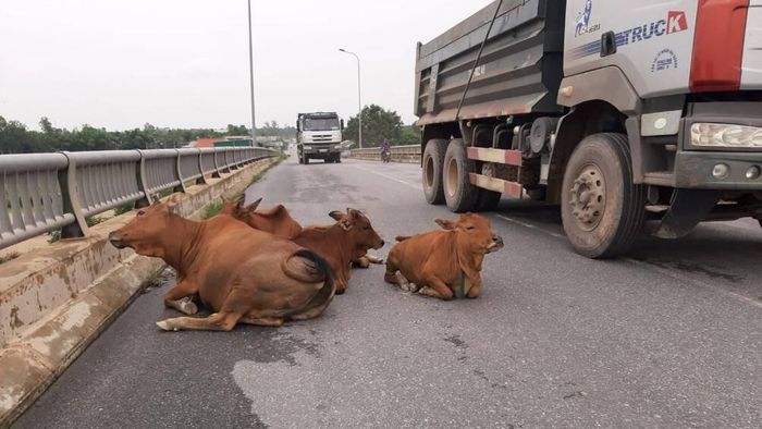Chó tránh đầu, trâu tránh đuôi