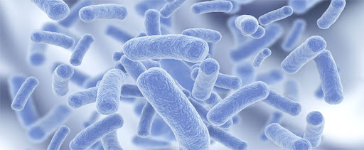 Bacillus là nhóm vi khuẩn phổ biến nhất, nổi tiếng với khả năng phân hủy chất hữu cơ, làm sạch đáy ao và kiểm soát các vi khuẩn gây bệnh Bacillus là nhóm vi khuẩn phổ biến nhất, nổi tiếng với khả năng phân hủy chất hữu cơ, làm sạch đáy ao và kiểm soát các vi khuẩn gây bệnh