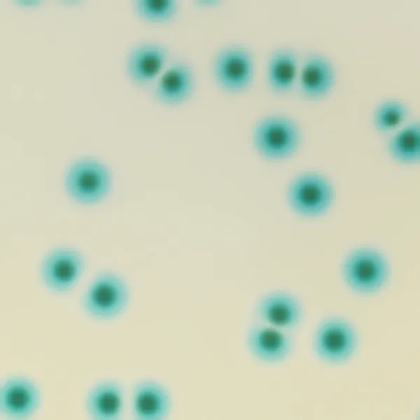 CHROMagar™ B.cepacia