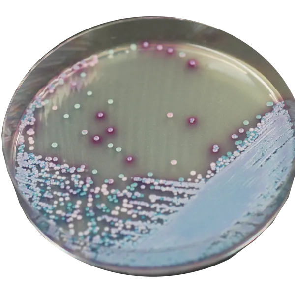 CHROMagar™ Malassezia