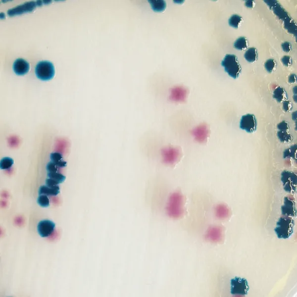 CHROMagar™ Y. enterocolitica