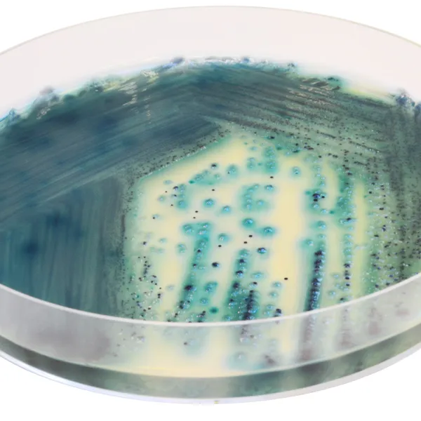 CHROMagar™ Pseudomonas