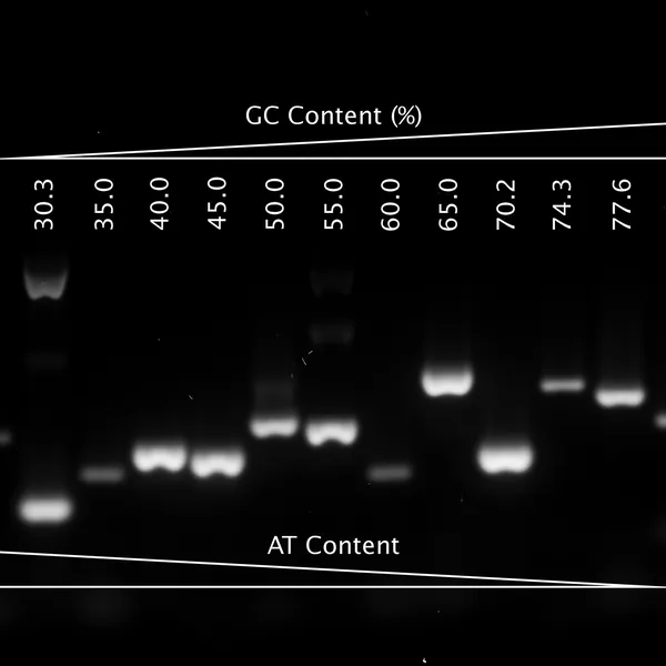 VeriFi® Hot Start Polymerase & Mixes