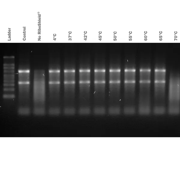 RiboShield® RNase Inhibitor