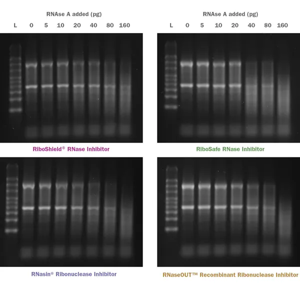 RiboShield® RNase Inhibitor