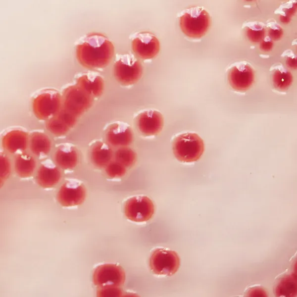 CHROMagar™ Acinetobacter