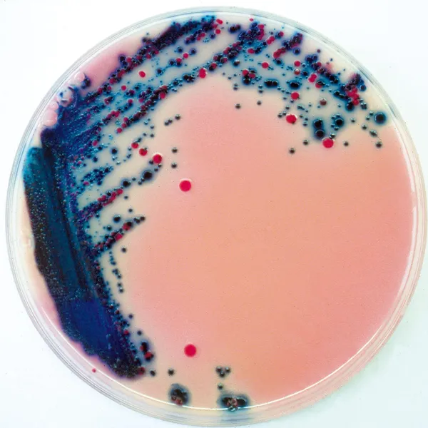 Rambach™ Agar
