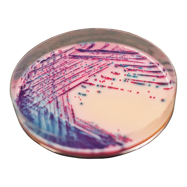 Rambach™ Agar