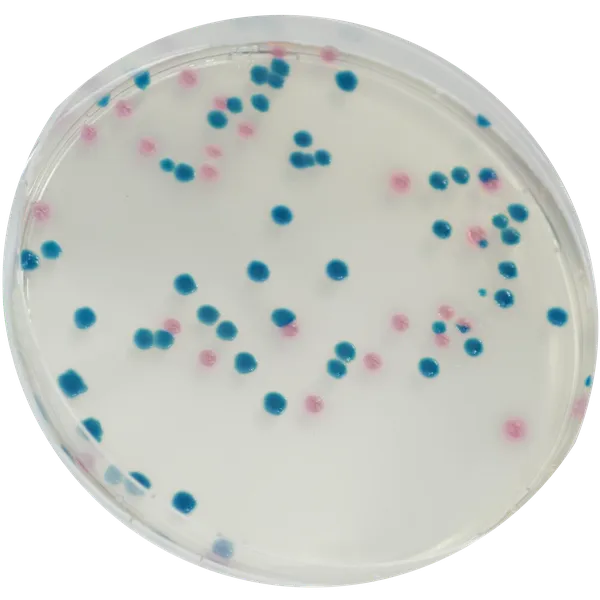 CHROMagar™ mSuperCARBA™