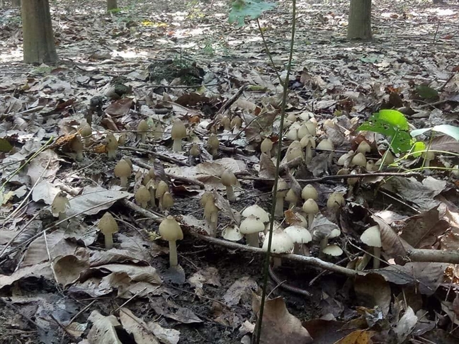 Địa chỉ bán đèn pin soi nấm mối tốt nhất tại TPHCM