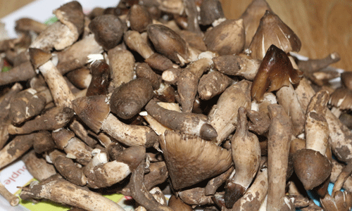 Địa chỉ bán đèn pin soi nấm mối tốt nhất tại TPHCM