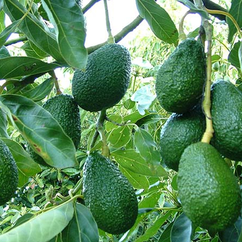 SIÊU CHẶN ĐỌT