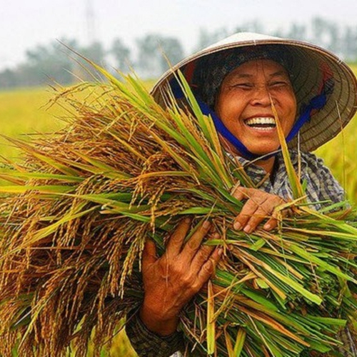 Viên sủi Amino Gold