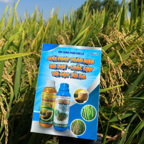 NO HẠT - CHẮC CẬY