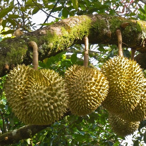 SIÊU CHẶN ĐỌT