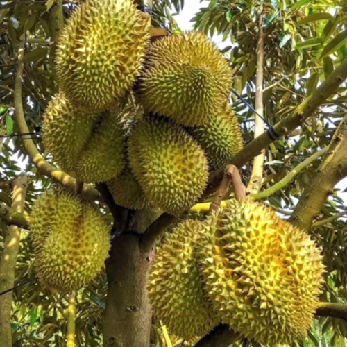 KẼM SỮA