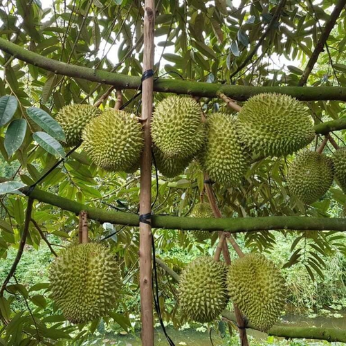 SIÊU CHẶN ĐỌT