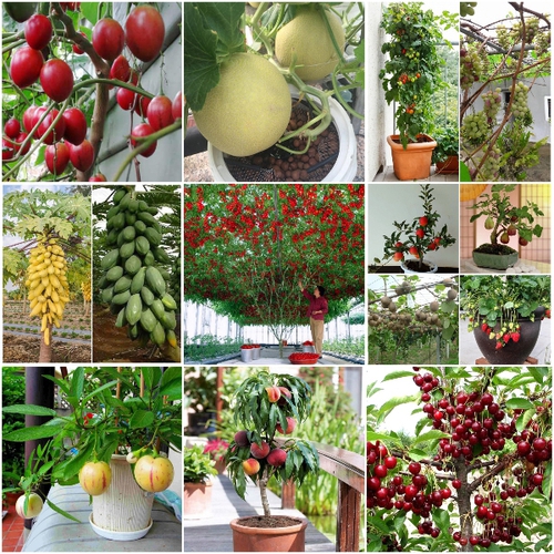 Viên sủi Chelate Combi