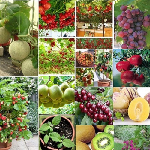 Viên sủi Chelate Combi