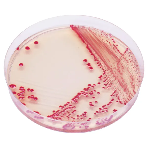 CHROMagar™ Acinetobacter