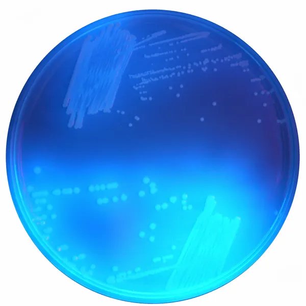 CHROMagar™ C. difficile