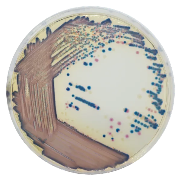 CHROMagar™ COL-APSE