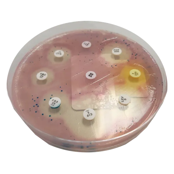 CHROMagar™ MH Orientation