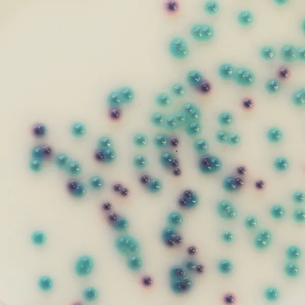 CHROMagar™ Pseudomonas