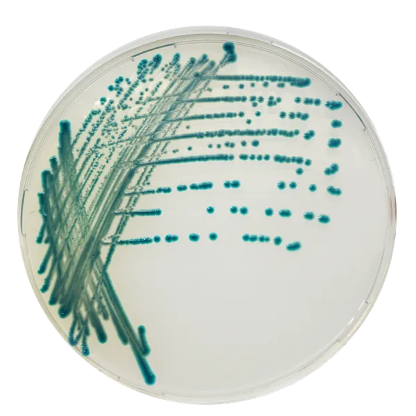 CHROMagar™ Serratia