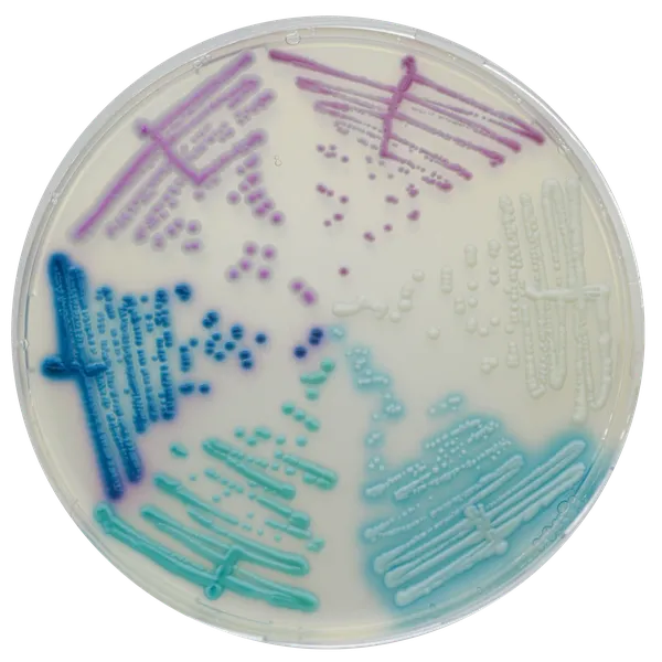 CHROMagar™ Candida Plus