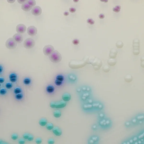 CHROMagar™ Candida Plus