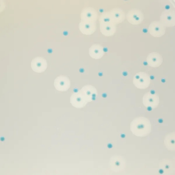 CHROMagar™ Listeria