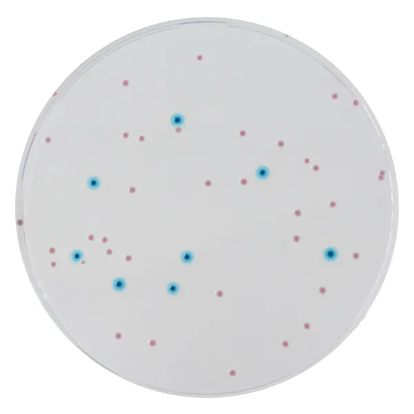 CHROMagar™ Enterobacteria