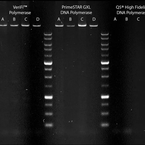 VeriFi® Polymerase & Mixes