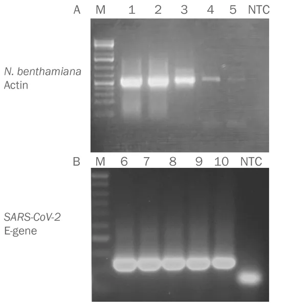 PCRBIO 1-Step Go RT-PCR Kit