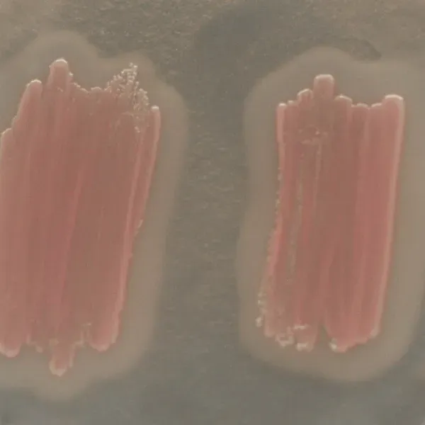 CHROMagar™ Identification Listeria