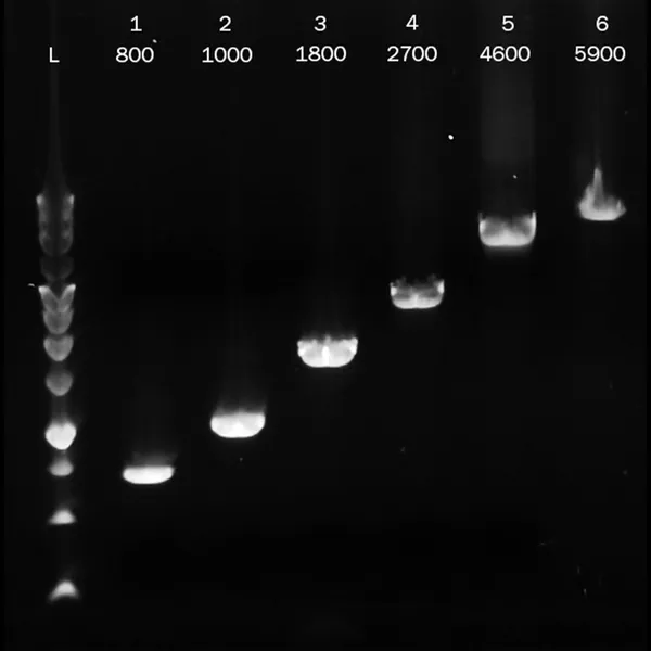 PCRBIO Ultra Polymerase & Mixes