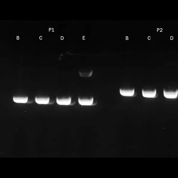 PCRBIO Ultra Polymerase & Mixes