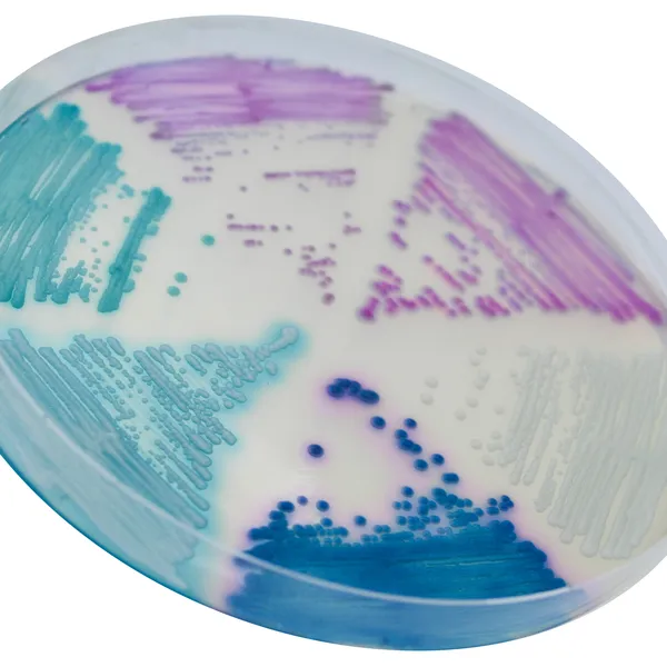 CHROMagar™ Candida Plus