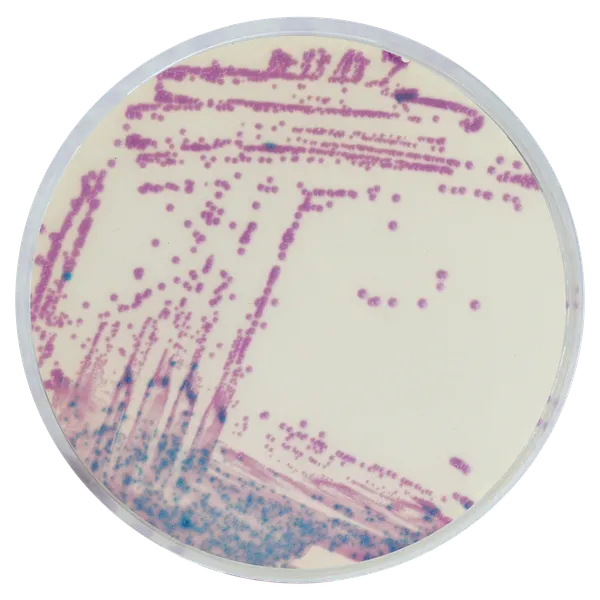 LIM RambaQUICK™ StrepB