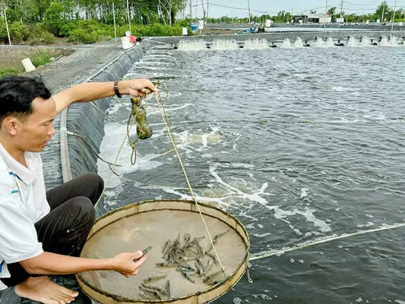 Probiotics in Aquaculture: A Strategic Solution for Enhanced Immunity and a Healthier Culture Environment