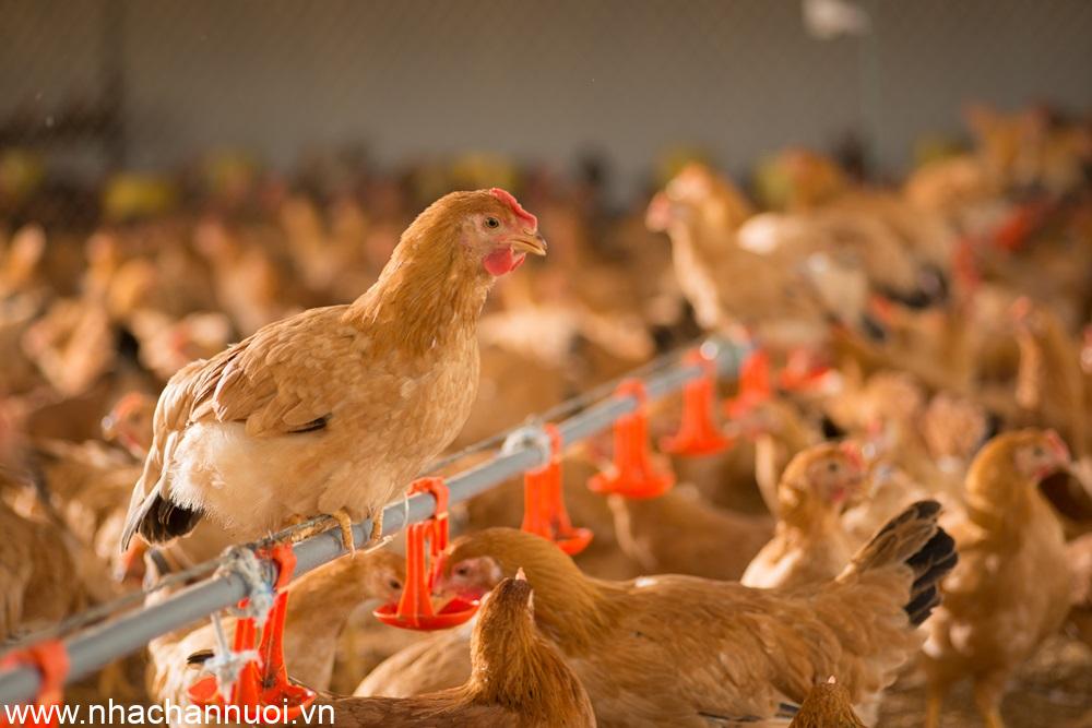 Water plays a crucial role in the livestock industry. Water plays a crucial role in the livestock industry.