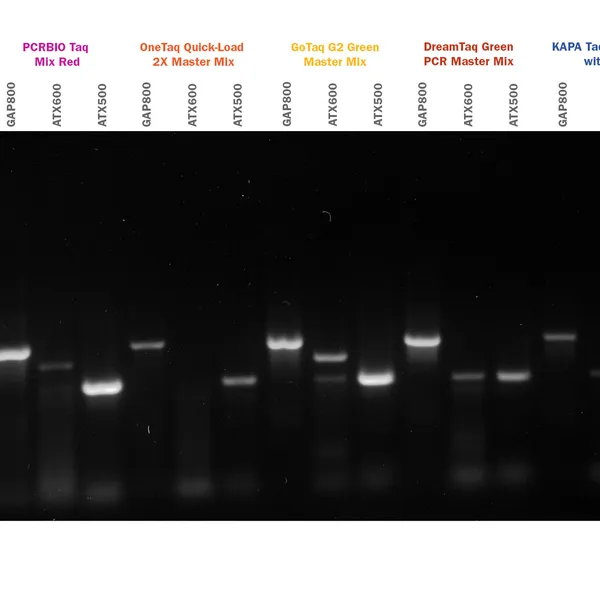 PCRBIO Taq DNA Polymerase & Mixes