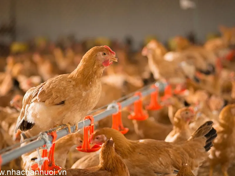 Water Quality Control in Livestock Farming: AquaCHROM ECC – A Rapid and Accurate Solution for Detecting E. coli