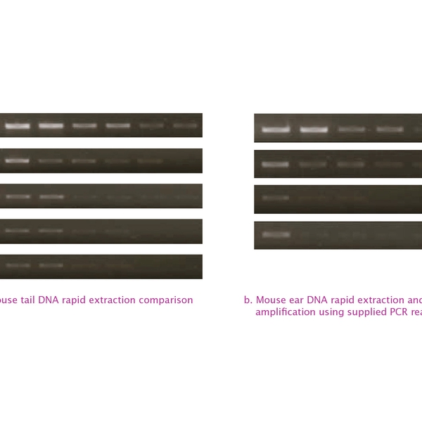 PCRBIO Rapid Extract PCR Kit