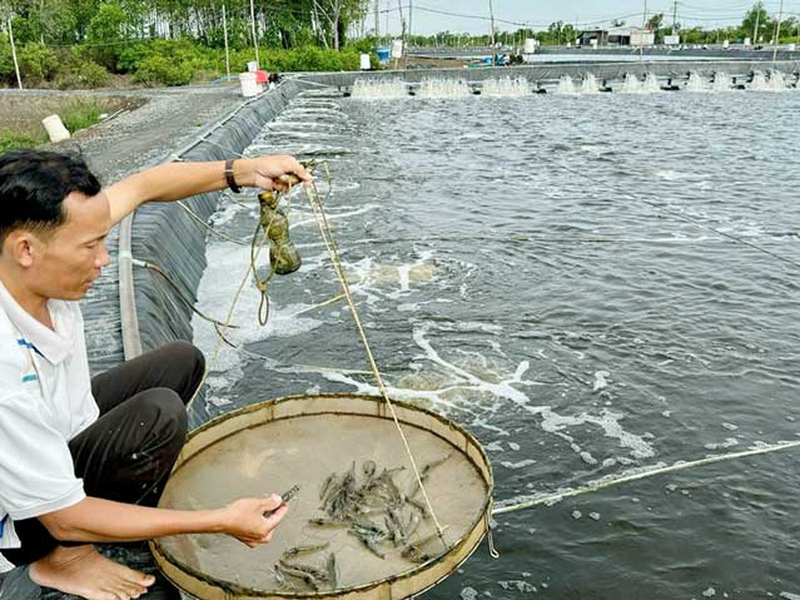 Probiotics in Aquaculture: A Strategic Solution for Enhanced Immunity and a Healthier Culture Environment