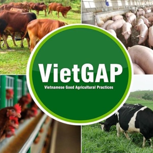 VietGAP Là Gì? Hướng Dẫn Chi Tiết Về Tiêu Chuẩn VietGAP
