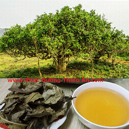 TRÀ BANCHA CỔ THỤ (TRÀ SHAN TUYẾT )