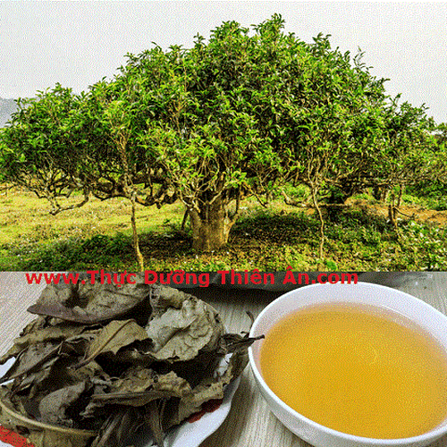 TRÀ BANCHA CỔ THỤ (TRÀ SHAN TUYẾT )